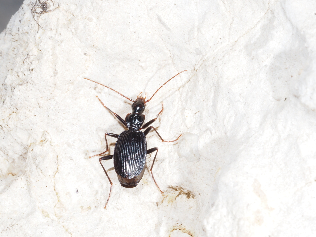 Platynus teriolensis