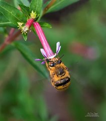 Amegilla bombiformis