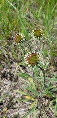 Echinacea pallida