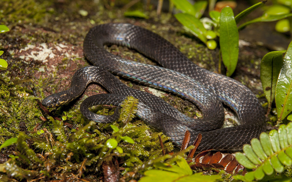 Cope's Coffee Snake