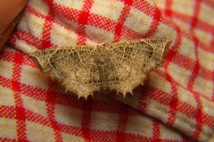 Epiplema reticulata