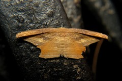 Phalacra