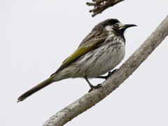 Purnella albifrons