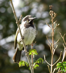 Purnella albifrons