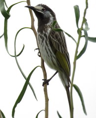 Purnella albifrons