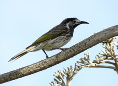 Purnella albifrons