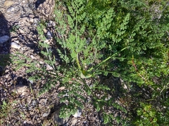 Ferula