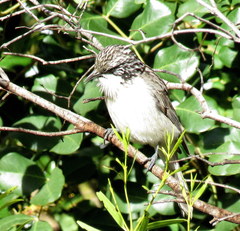 Plectorhyncha lanceolata