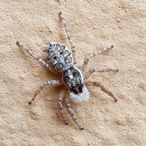 Salticide muraiolo comune