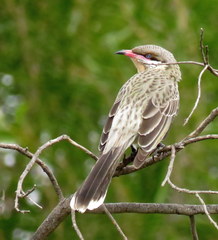 Spiny-Cheeked Honeyeater photo 6