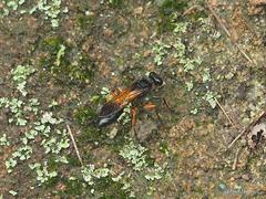 Sphex subtruncatus
