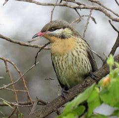 Spiny-Cheeked Honeyeater photo 4