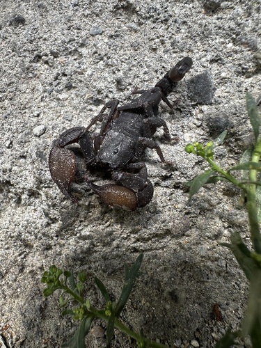 Scorpiops lourencoi