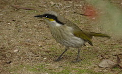 Singing Honeyeater photo 5