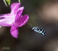 Thyreus caeruleopunctatus