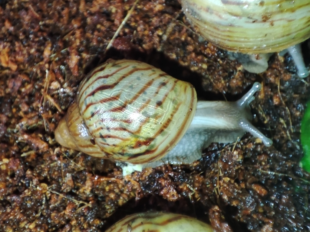Achatina craveni