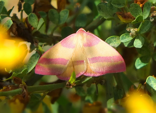 Rhodostrophia pudorata
