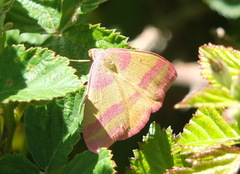 Rhodostrophia pudorata