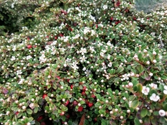 Magnoliopsida
