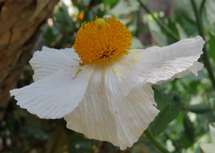 Romneya coulteri