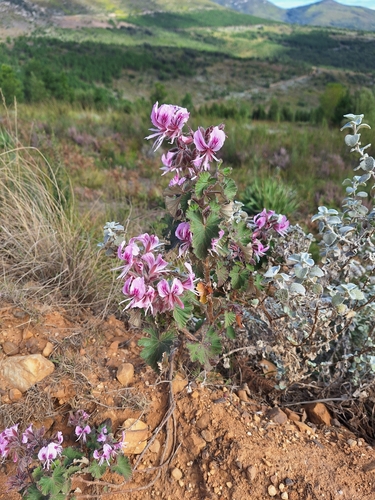 Image of Pelargonium cordifolium by (c) Adele SL, some rights reserved (CC BY)
