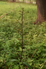 Scrophularia lanceolata