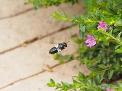 Megachile conjuncta