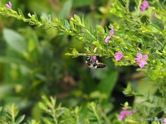 Megachile conjuncta
