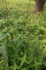 Scrophularia lanceolata