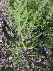 Ferula