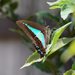 Blue Triangle Butterfly - Photo (c) Erica Siegel, some rights reserved (CC BY-NC-ND), uploaded by Erica Siegel
