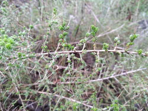 Gold Sandveld Capegorse (Aspalathus spinescens)
