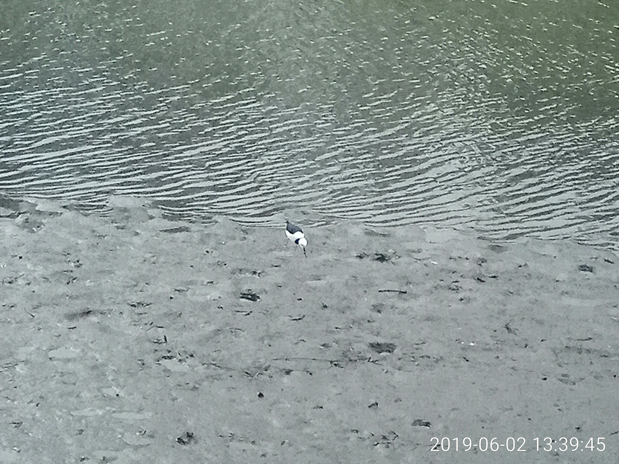 Pied Stilt