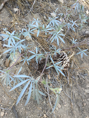 Lupinus sparsiflorus