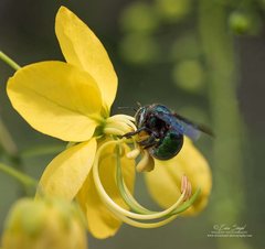 Xylocopa bombylans