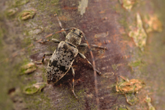 Leiopus femoratus