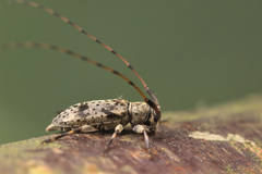 Leiopus femoratus