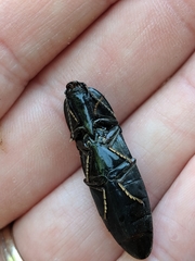 Melanactes