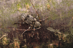 Leiopus femoratus