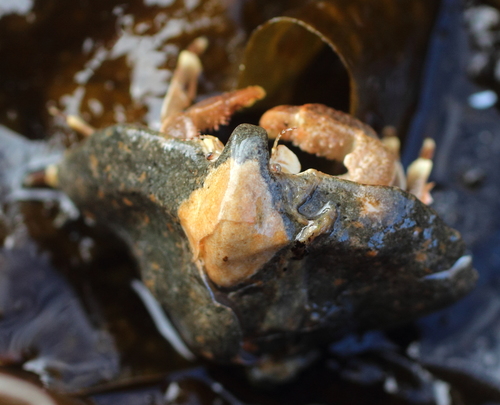 Cryptolithodes typicus
