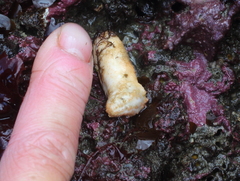 Eupentacta pseudoquinquesemita