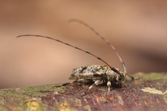 Leiopus femoratus
