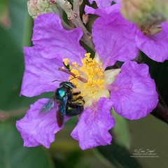 Xylocopa bombylans