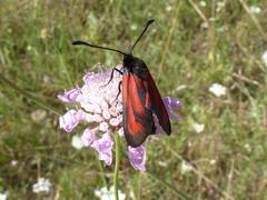 Zygaena erythrus