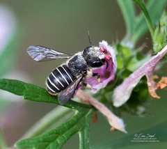 Pseudoanthidium repetitum