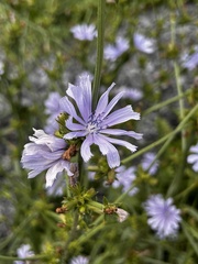 치커리 (Cichorium intybus): 기원과 용도 — 사진 3