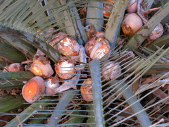 Macrozamia macdonnellii