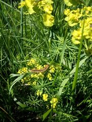 Malacosoma alpicolum