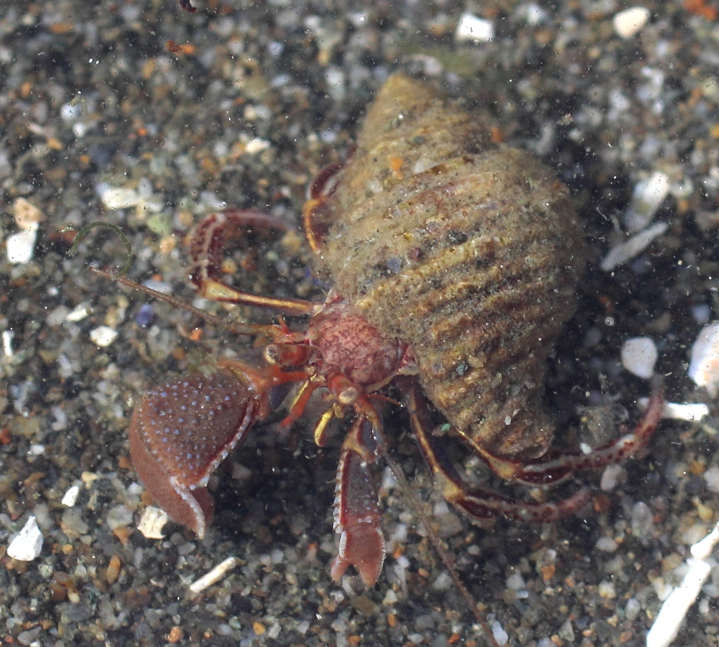 widehand hermit