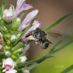 Pseudoanthidium repetitum